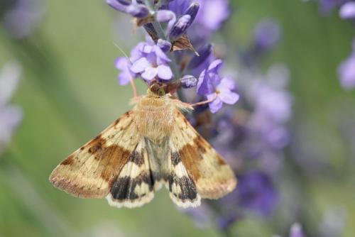 Réf. 185 729 : Heliothis viriplaca